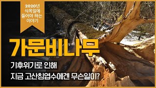 식목일에 꼭 봐야 하는 가문비나무의 위기