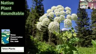 Native Plant Roundtable: Introduction