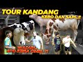 JANOKO JATOH TENGAH MALEM..?! TOUR KANDANG SAPI DAN KEBO BULE..!!