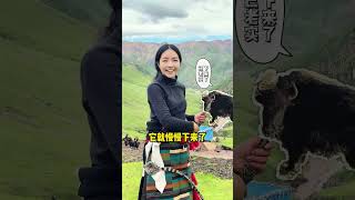 藏族姑娘1个人放上百头牦牛，都需要“乌尔朵”，看着简单吗？