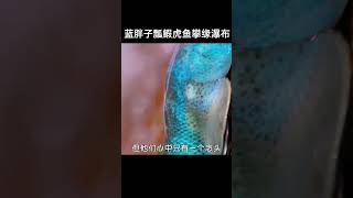 藍胖子瓢鰕虎魚竟能攀緣瀑布逆流而上