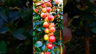 ball sundari apple ber // apple ber farming // kashmiri apple ber  #apple​ #appleber​ #shorts​#bong