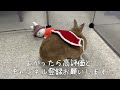 うさぎさんと初めてのクリスマス　二人でゆる〜く過ごしました