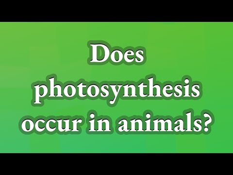 Where does photosynthesis occur in animals?