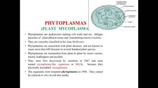 Phytoplasmas