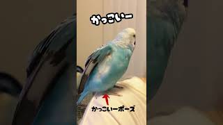 【特技】カッコい〜ポーズ披露！インコって賢い！#shorts