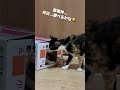 10 26 1 268 保護猫 tnr活動 ねこ tnr ネコ 地域猫 子猫 にゃんとも