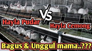 Kuwalitas kelinci Hayla ..apakah ada di sini ..???