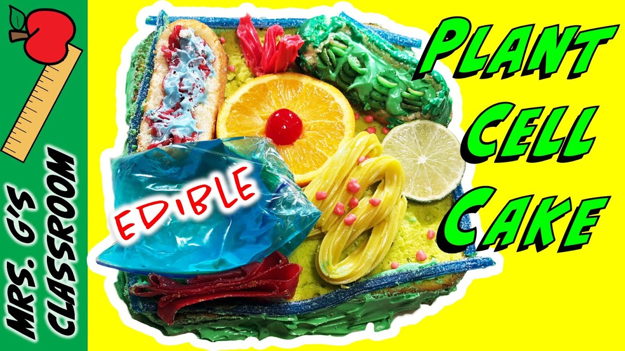 Edible Plant Cell Models Homemade Edible Animal Cell R Food