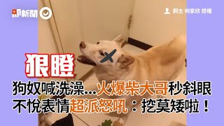 狗奴喊洗澡！火爆柴犬大哥秒斜眼 不悅表情兇狠怒嗆：挖謀愛｜寵物｜狗｜柴柴