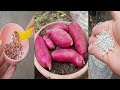 How to fertilize sweet potatoes : Organic and non-organic method