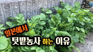 텃밭농사 하면 지옥문이 열리는 이유