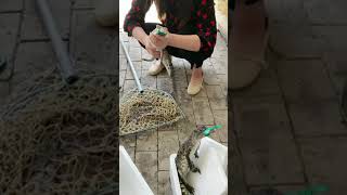 Amazing brave girl working with crocodiles at farm, Catching crocodiles #crocodile #short EP90