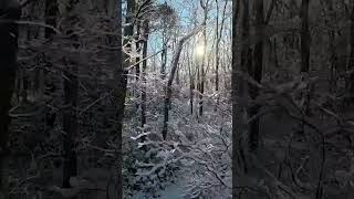 Drone Glides Through Glistening Trees Following NY Snowfall