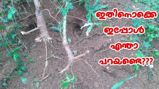 കാട്ടുപന്നികളെ കൊണ്ട് തോറ്റു | The Wild Boars destroyed the Tapioca Plant | Aviyal Media by Das