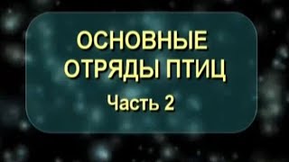 Основные отряды птиц. Часть 2. Биология