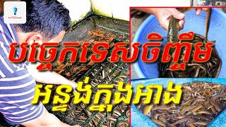 បច្ចេកទេសចិញ្ចឹមអន្ទង់ក្នុងអាង