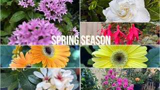 Spring Season and my Little Garden #flowers #garden #backyardgardening #spring