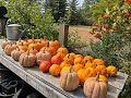 Harvest Winter Squash & Pumpkins: Everyone Can Grow a Garden (2022) #37