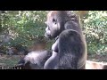 huge male gorilla chases his baby so fast the momotaro family kyoto zoo