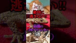 絶対に逃さない…最強のゴキブリハンター3選【ゆっくり解説】