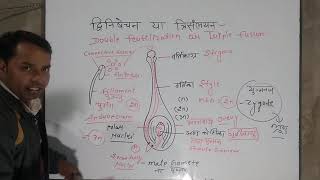 द्विनिषेचन या त्रिसंलयन / Double fertilization / Ttriplefusion #biology #fertilisation