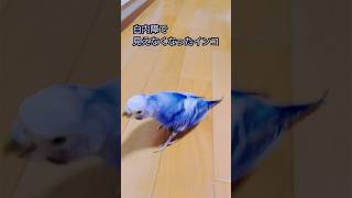 完全に見えなくなりました　#shorts#セキセイインコ#老鳥#白内障