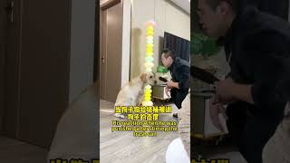 【旺仔很忙🐶Wangzai is busy】这狗子还挺识数，不太好忽悠This dog is pretty clever, so it's not easy to fool him.