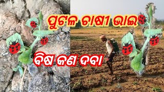 Putal charaku Najar Rakhibe.ପୁଟଳ ଚାଷୀ ବିଷ କଣ ଦବା 🌱🌱🌱. 🤣🤣