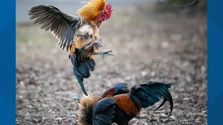 Animal welfare groups concerned about cockfighting in Kentucky