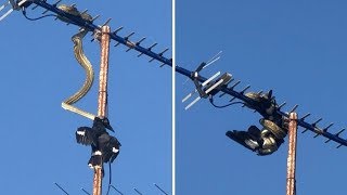 Python Devours Bird On Top Of Homeowner's Roof