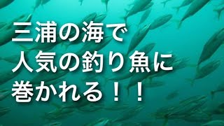 神奈川県・三浦（宮川湾）の魚の群れがすごいんです！！