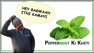 Peppermint /Mentha Farming | मेंथा ( पेपरमेंट) की खेती से अधिक पैदावार के लिए पूरी जानकारी