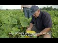 pumpkin farming in usa america main kaddu ki khati ଆମେରିକା ରେ ସୂର୍ୟମୁଖୀ ଚାଷ କିପରି ହୁଏ