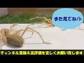 【閲覧注意】奇蟲ヒヨケムシ vs 奇蟲ヒヨケムシ　ワンチャン交尾してくれたら嬉しかったんですけど…！！負けた方が餌になるサバイバルバトル… ੭ु´･ω･` ੭ु⁾⁾＜生物観察　昆虫バトル　飼育　捕食＞