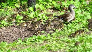 オシドリ親子2019年6月7日🥰🍀🌿☘️☺️