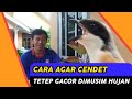 CARA MENGGACORKAN CENDET DAN MENSTABILKAN BIRAHI DI CUACA DINGIN / MUSIM HUJAN