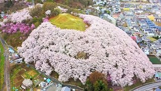 【桜の山】弘法山古墳の桜