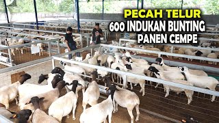 PECAH TELUR ❗ Ready ekonomisan,600 ekor indukan bunting siap banjir Cempe ||peternakan 1000 domba