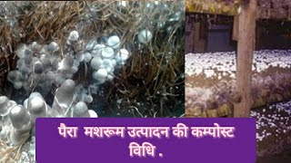 पैडी मशरुम उगाने की इंडोर विधि . Indoor Method of Paddy Mushroom Cultivation (compost method).