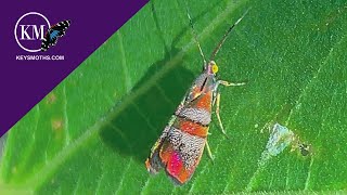 METALLIC MOTHS IN MY BACK YARD