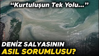 Deniz Salyası Nasıl Ortaya Çıktı?\