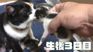 子猫の体重測定の時、心配そうに鳴く母猫！ごめんね(＞人＜;)【子猫の生後3日目の様子】