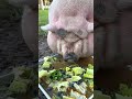 paulie walnuts the rescue pig early bird dinner