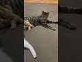 ホットカーペットに負けた猫