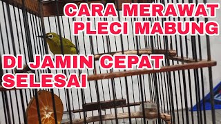 CARA MERAWAT BURUNG PLECI YANG SEDANG MABUNG