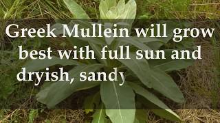 HOW TO GROW MULLEIN AT HOME