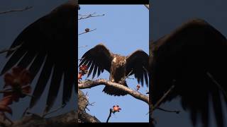 Vulture #Gidh #dangerous #vulture #birds #shorts #viralvideo