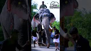 Bharaths Vinod #sree4elephants #aanapremi #keralaelephants #elephant #aanapappanbabilu