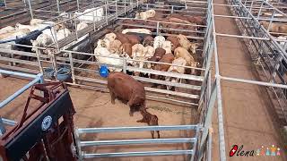 Roma Saleyards, cattle selling center - centre de vente de bétail